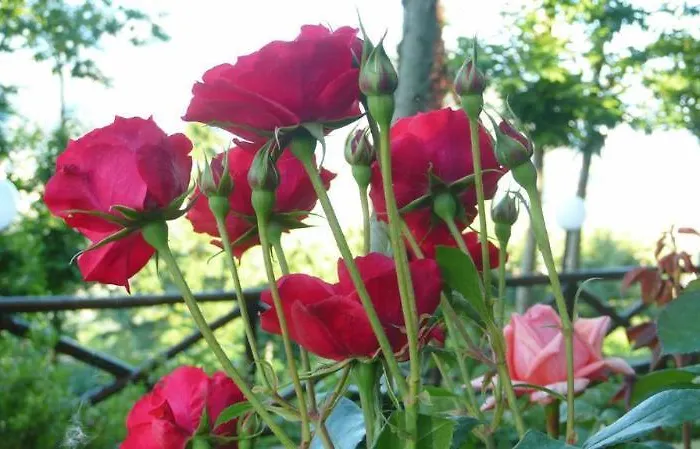 Prestige Сорренто